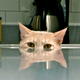 Illustration for article titled Shooting Challenge Pets Gallery 5